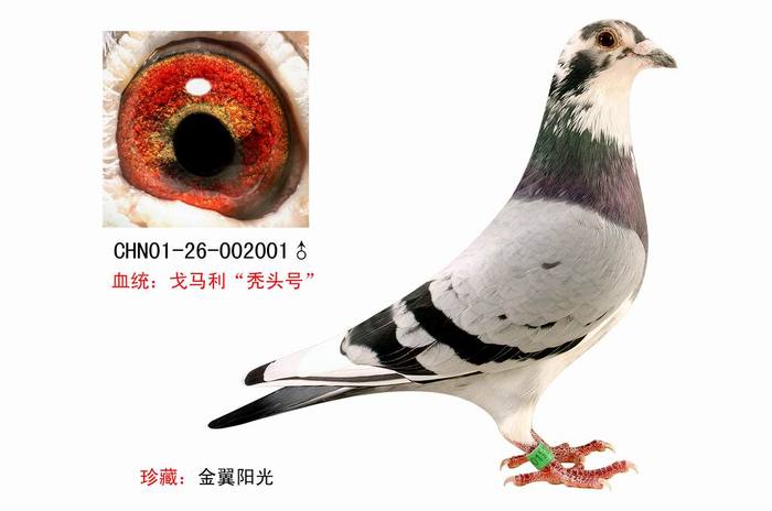 信鸽资料14