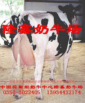 出售高产奶牛
