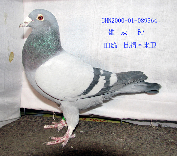 比得米卫