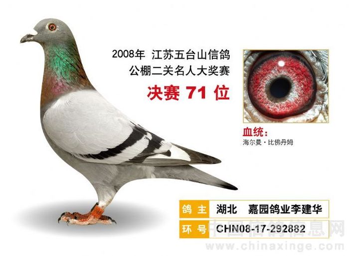 嘉圆鸽业