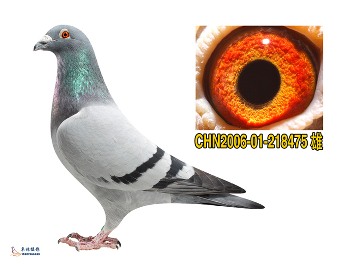 桑杰仕      本舍种鸽