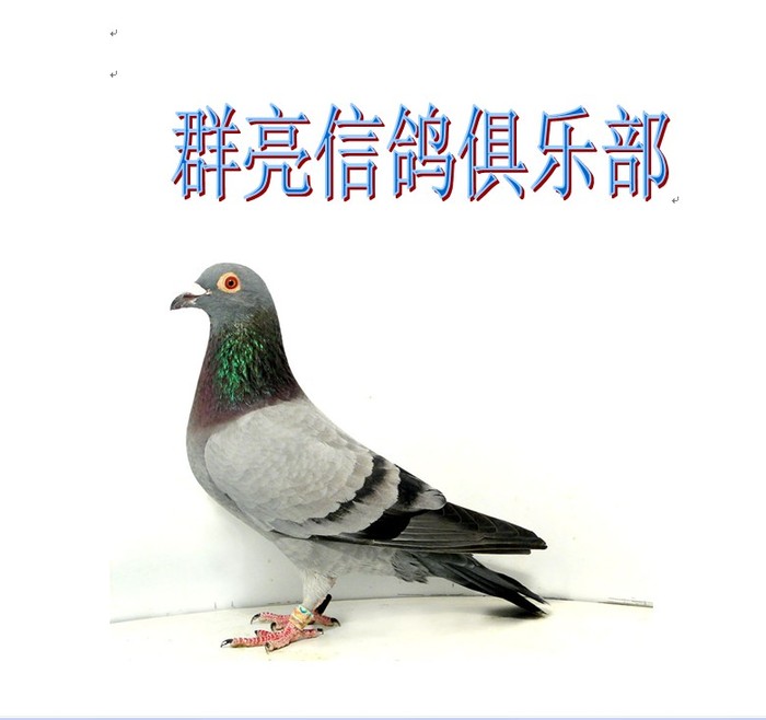 赛鸽
