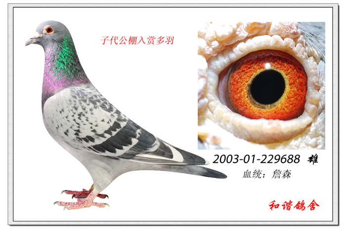 和谐鸽舍