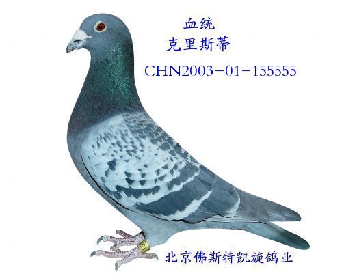 克里斯蒂