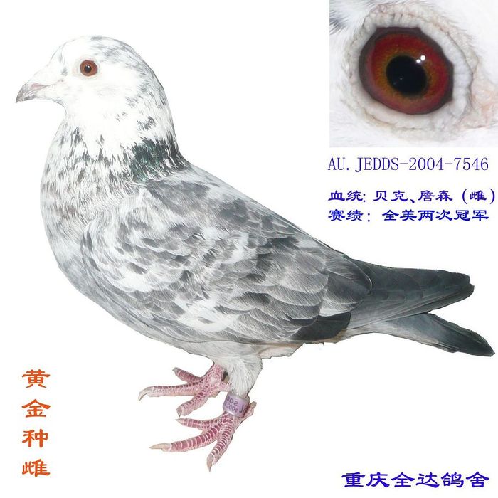 黄金种雌
