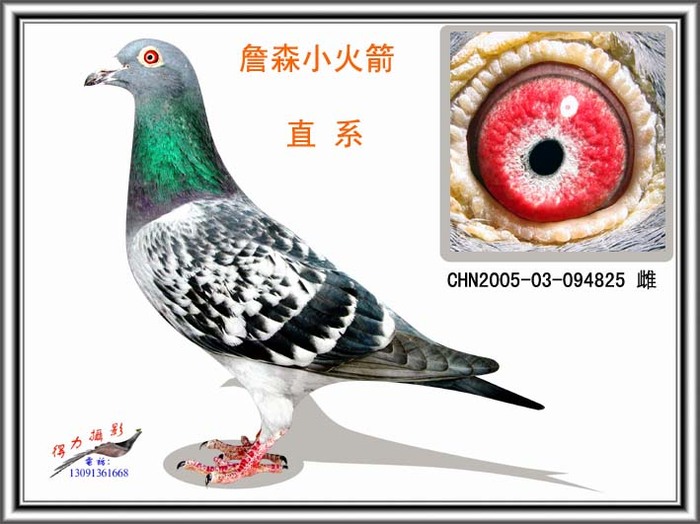 得力信鸽摄影