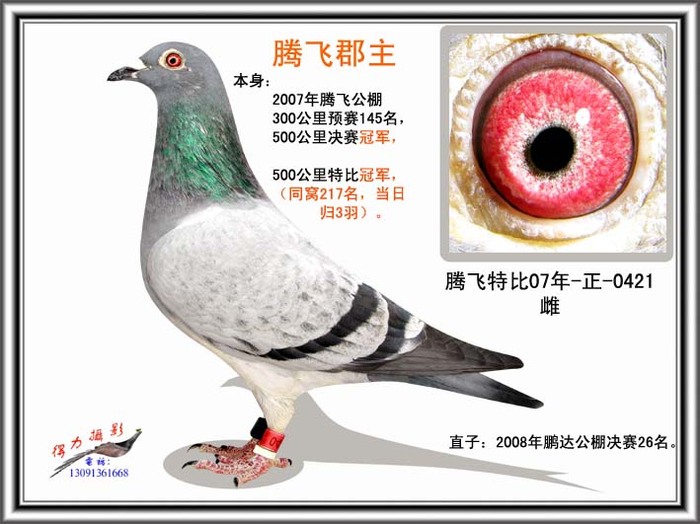 得力信鸽摄影