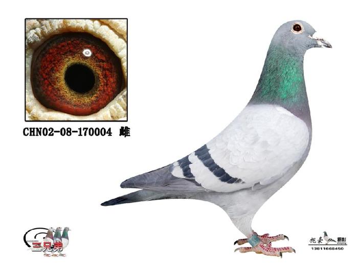 17005