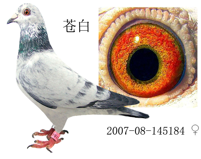 苍白使者