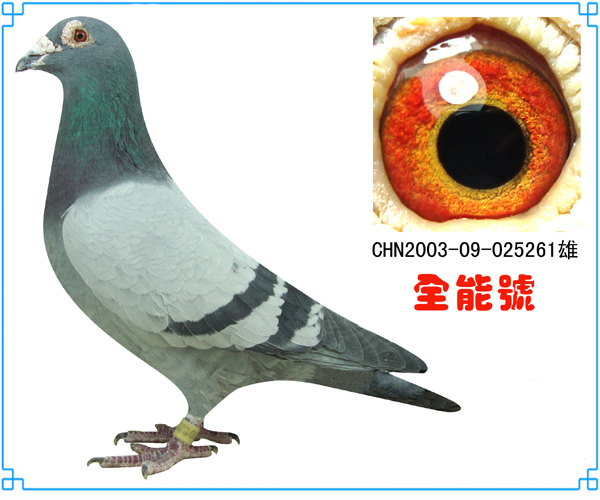 全能号直子