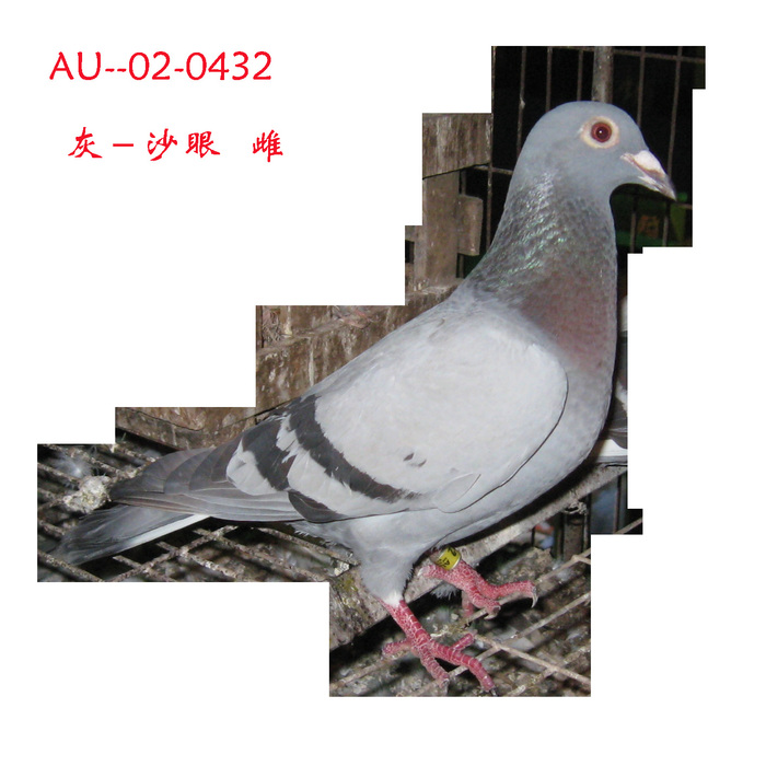 纵横赛鸽种鸽