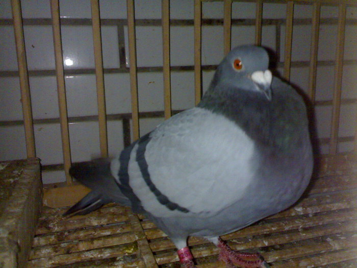 甘纳杰士