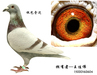本舍种鸽