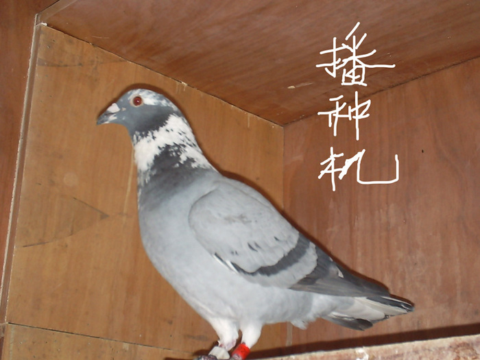 播种机