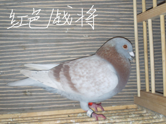 红色战将