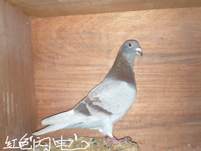 红色闪电
