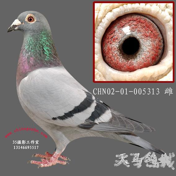 纯詹森