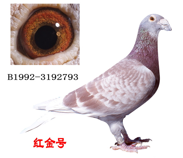 红色风暴
