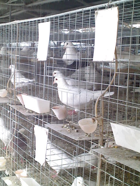 鸽笼