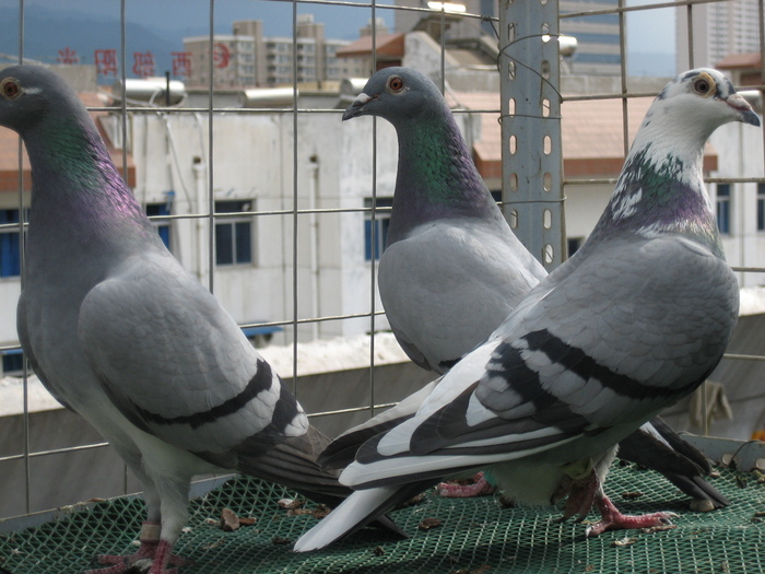 布利库金母 08春季五百公里冠军指定冠军 07年700公里十名