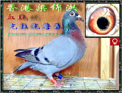 香港梁锦洪国际鸽业 