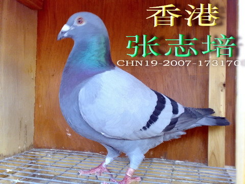 香港名家张志培
