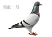 三次领航