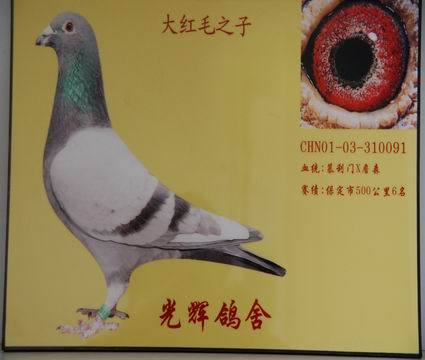 红毛王子