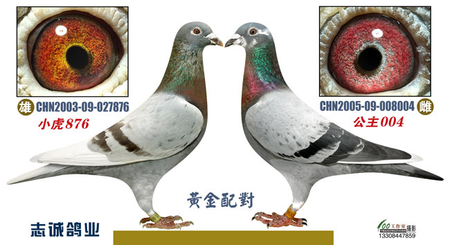 黄金配对《1》甘纳斯