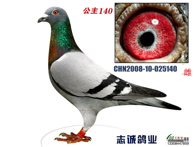 公主140特比环亚军，公主140在2008年10月19日通卅幼鸽特比环亚军、指定鸽冠军、综合六名。2008年11月10日全国幼鸽大赛通卅八名、指定鸽季军，南通地区49名。2008年名人俱乐部12月14