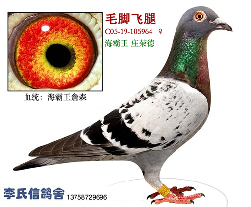 毛脚飞腿