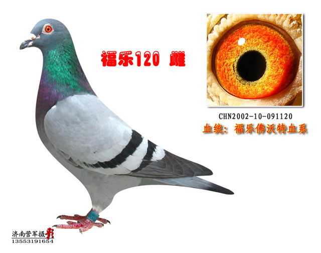 福乐佛沃特血系