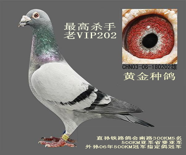 最高杀手