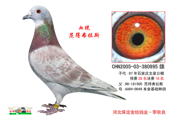 基础种鸽