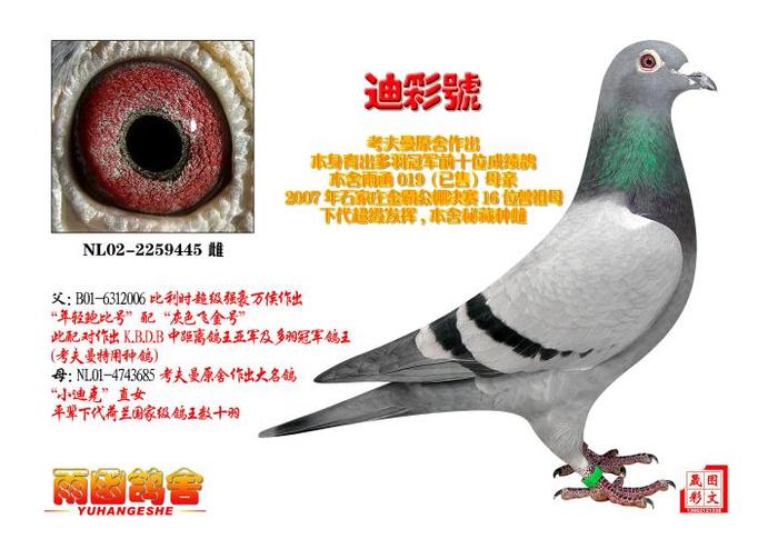 考夫曼