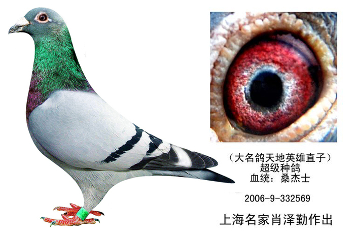 天地英雄直子