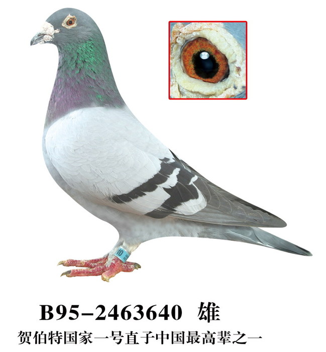 国家一号之子