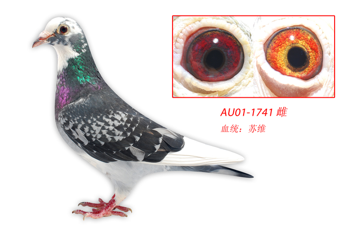 AU01-1741