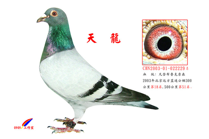 天龙229