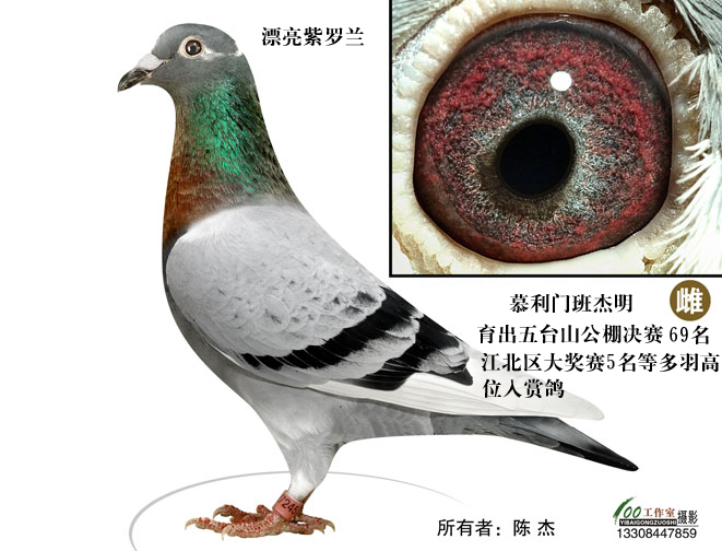 漂亮紫罗兰