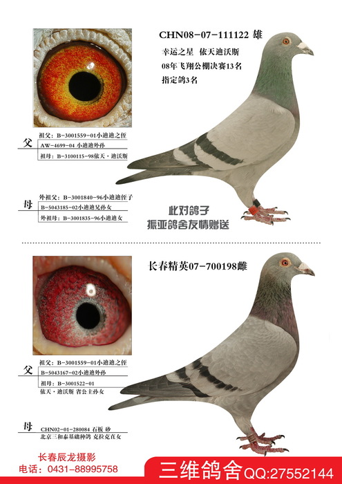 公棚实战鸽系——小迪迪品系