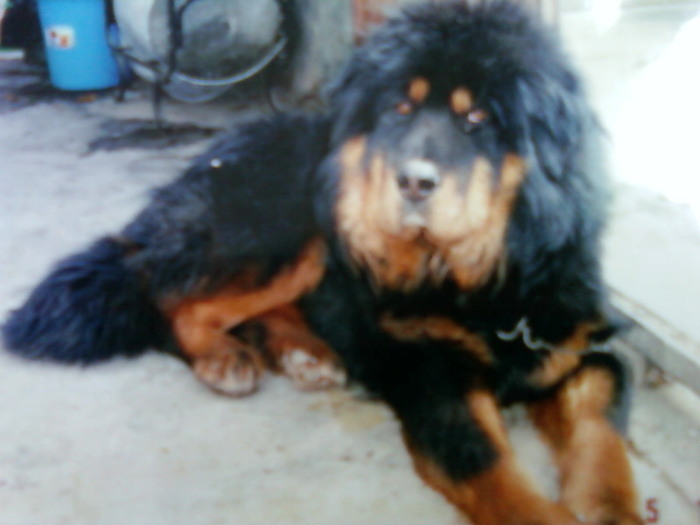 爱犬
