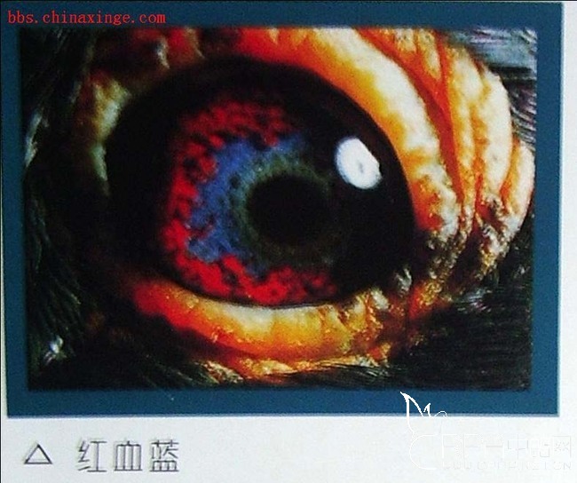 红血蓝鸽子