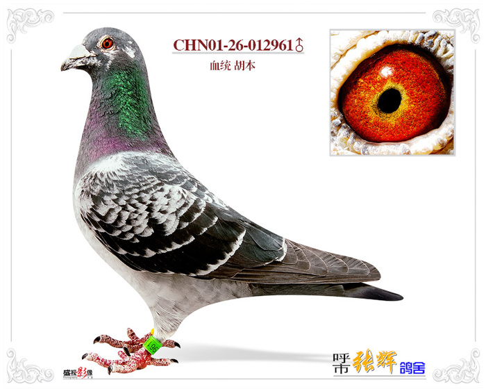 詹森×威廉王577×胡本 