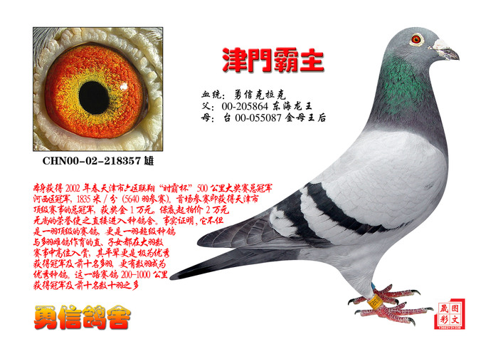 顶级种鸽