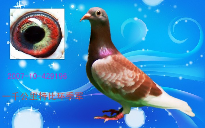 高家绛·雌