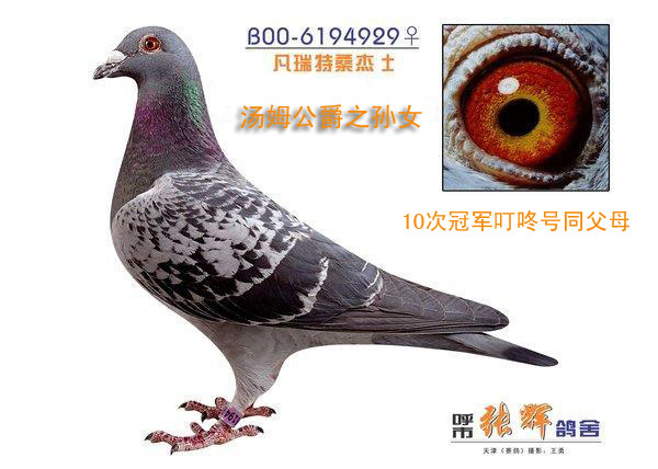 汤姆公爵之孙女