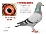  徐勇鸽子