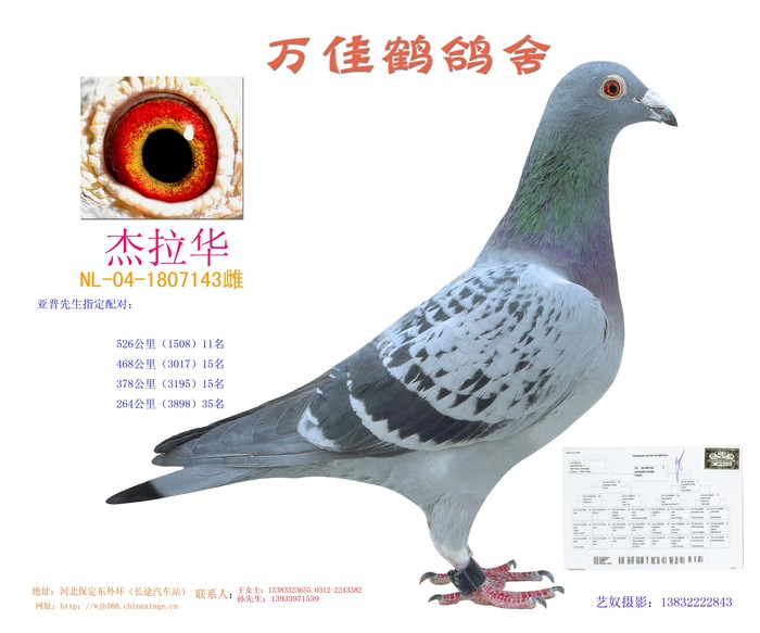 詹森克拉克