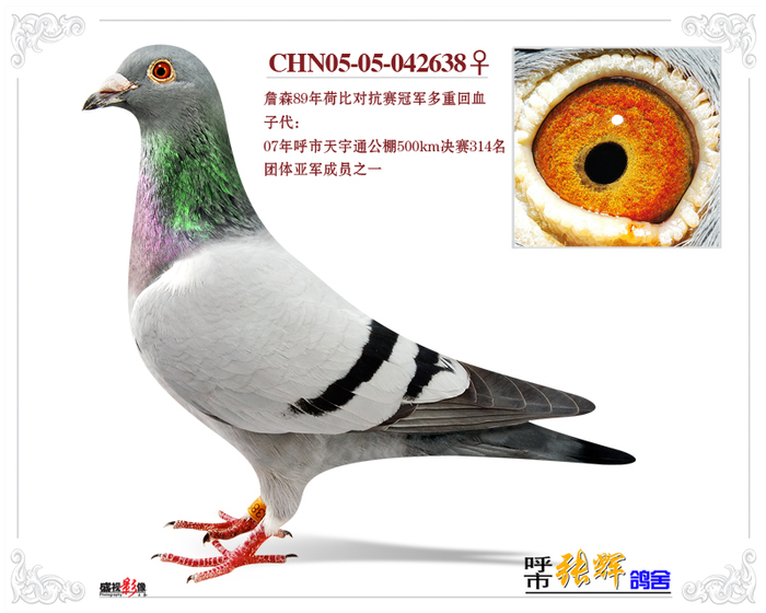 詹森89年荷比对抗赛冠军多重回